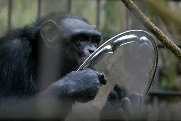 A csimpánzok felismerik társaik tudásbeli hiányosságait