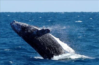 A bálnák védelmében korlátozzák a hajók sebességét a Szent Lőrinc-öbölben