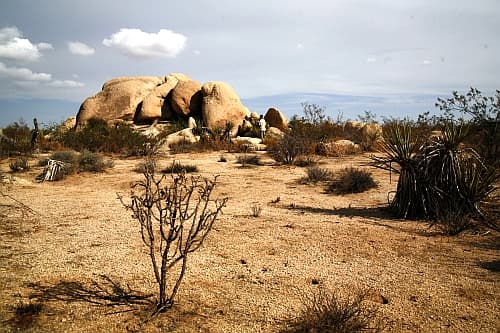 „Állandó lakókat” találtak a Föld legszárazabb sivatagjában