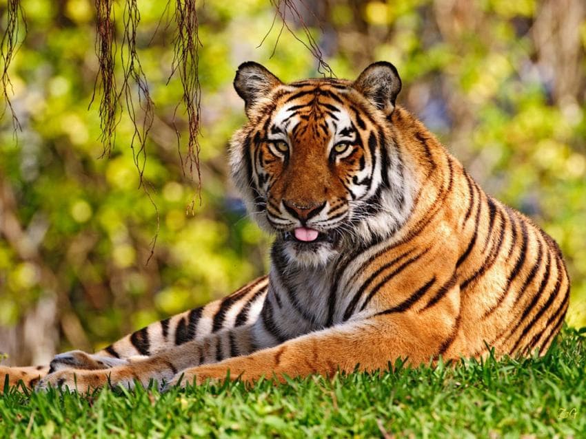 Állatkerti tigris marcangolt szét egy látogatót (videó)