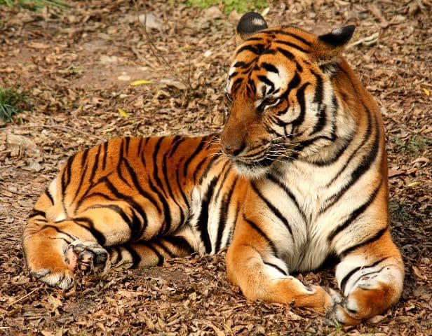 Harminc éve nincs nyoma a vadon élő dél-kínai tigrisnek
