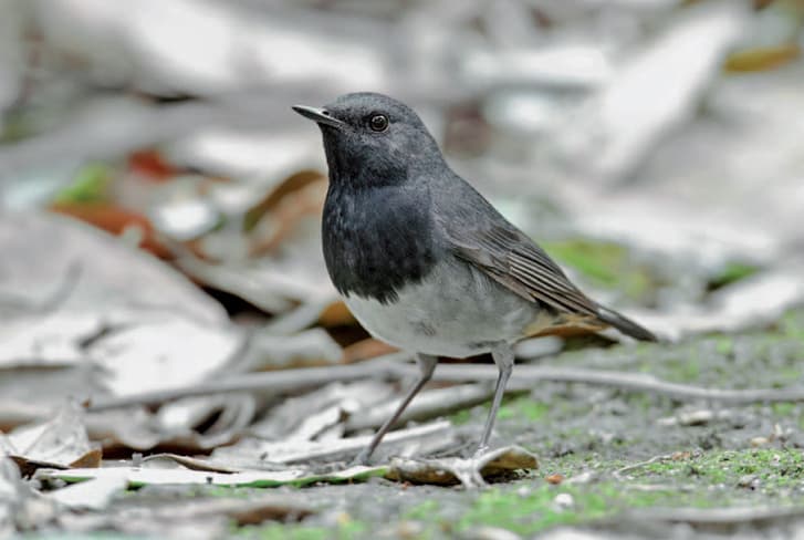 A trópusi betegségek elkerülésében is segíti a madarakat a vándorlás