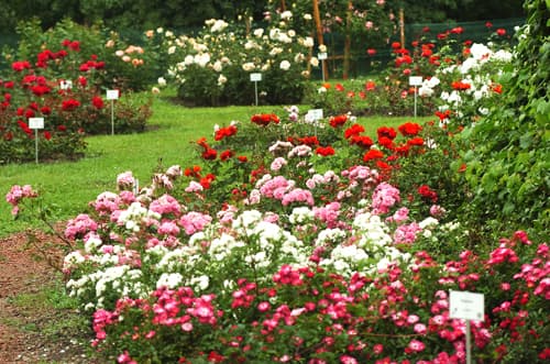 Kétszáz rózsafajta virágzik a szegedi füvészkertben