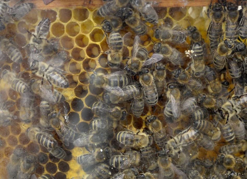 „Ha a méhek kihalnának, mi is ilyen sorsra juthatnánk” – Čaputová a méhek védelmére szólított fel