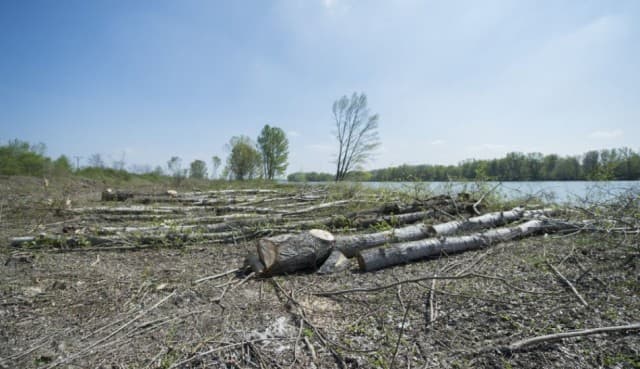 A miniszter a felügyelethez fordult a Duna régi medrében kivágott fák miatt