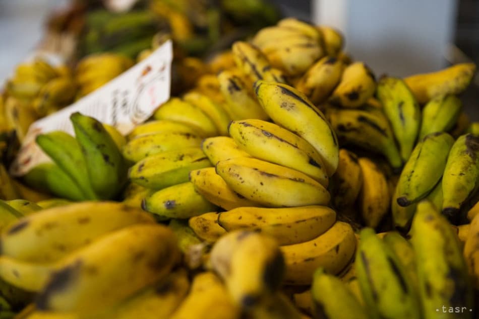 Banánok közé rejtették a rekordmennyiségű kokaint, a vámhatóság viszont szemfülesebb volt