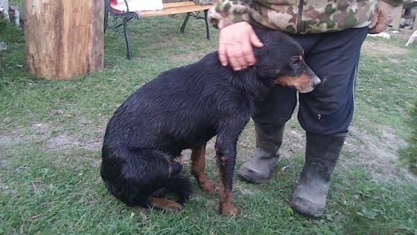 A csatornarendszeren keresztül jutott át Szlovákiába egy kutya