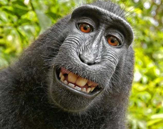 A vigyorgva szelfiző majmot választotta az év emberének az állatvédő szervezet