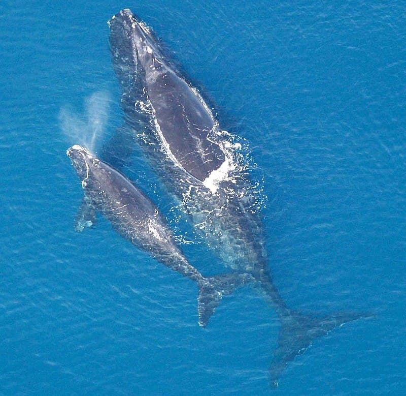 Ez az ország így akarja megvédeni a veszélyeztetett bálnafajt a hajoktól