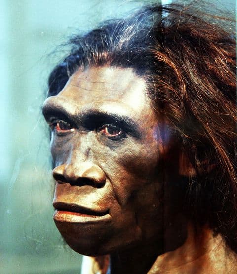 Jó hajós lehetett és valamiféle nyelvet is használhatott a Homo erectus