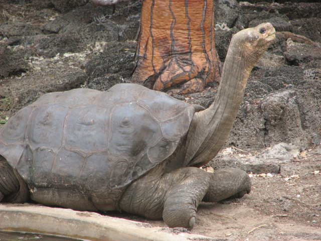 "Magányos György", a legendás teknős teste bebalzsamozva tér haza Galápagosra