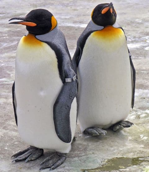 Az extrém hideg miatt nem engedték ki az állatkert királypingvinjeit