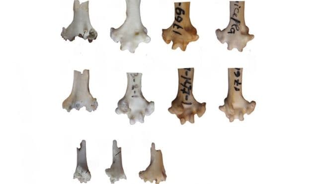 Papagáj csontkövületét fedezték fel Szibériában