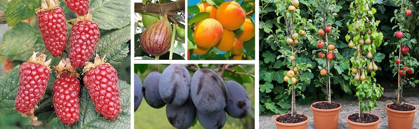Ültessenek gazdag kínálatunkból gyümölcsfát, gyümölcsbokrot, szőlőt!