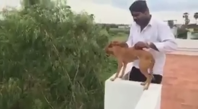 A kamerába mosolygott, majd a mélybe dobta a kutyát az idióta fickó (videó)