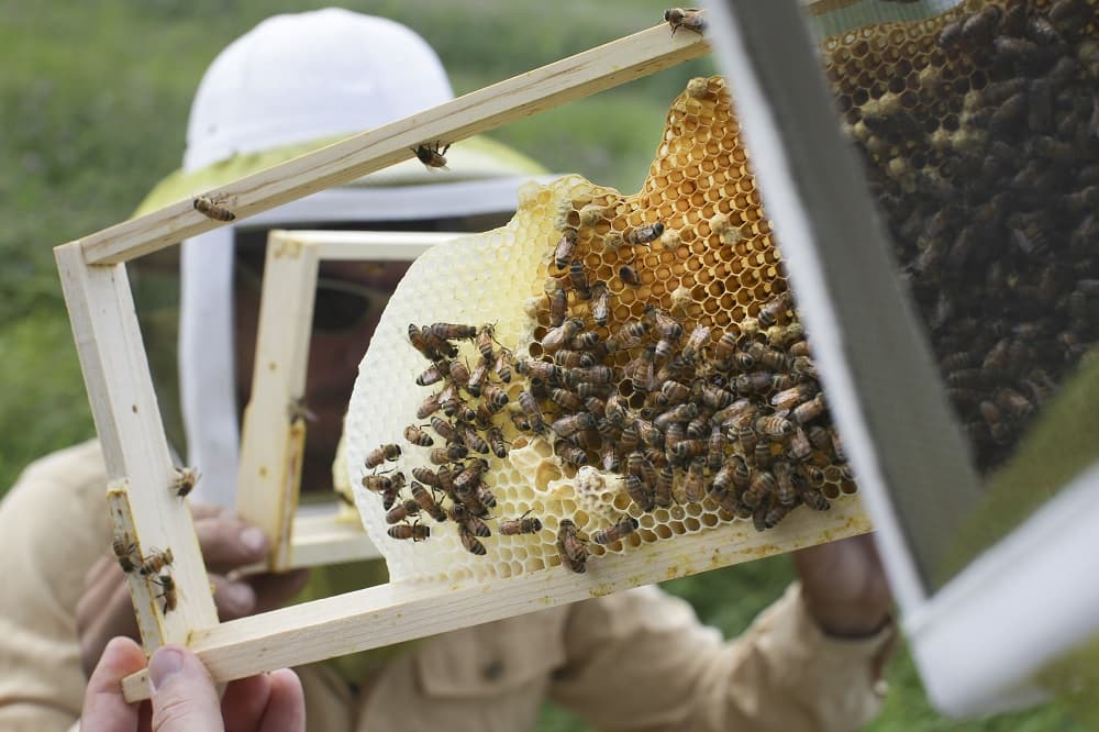 Evett ma mézet? 75 %-os a valószínűsége, hogy az rovarirtóval volt szennyezett