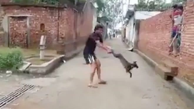 A nap IDIÓTÁJA: A hátsó lábainál fogva lóbálta, majd elhajította a kutyát (videó)