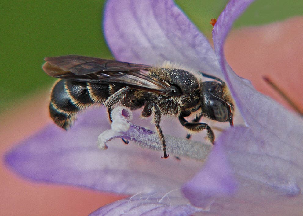 Méheket öl a klímaváltozás!