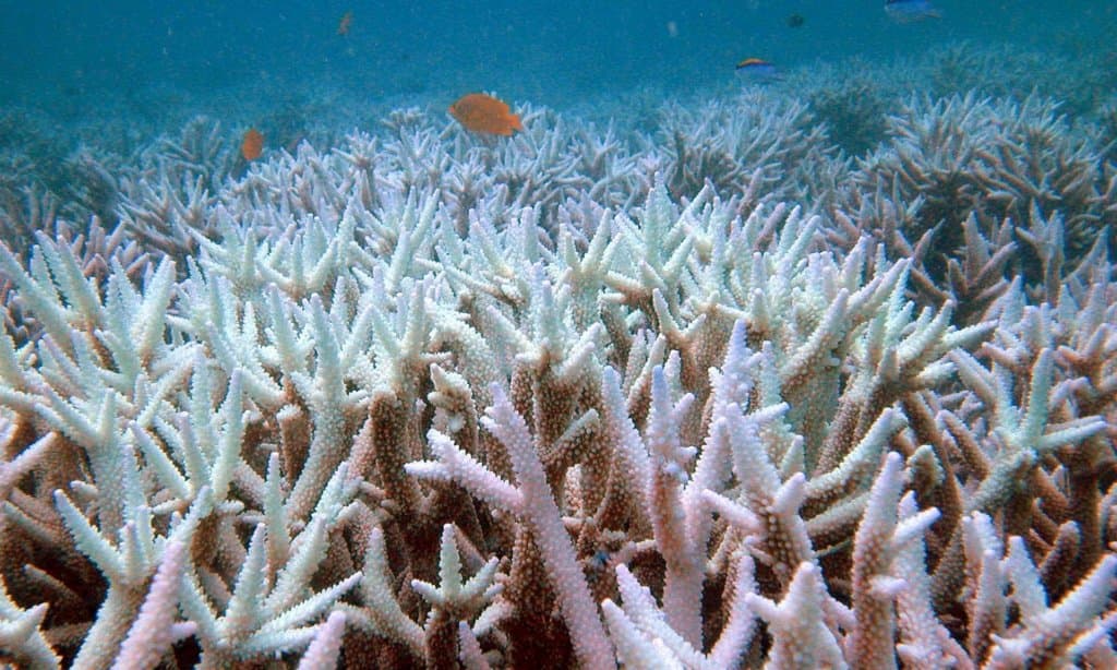 Pusztulnak a szokatlanul hideg víz miatt a világ legészakibb koralljai