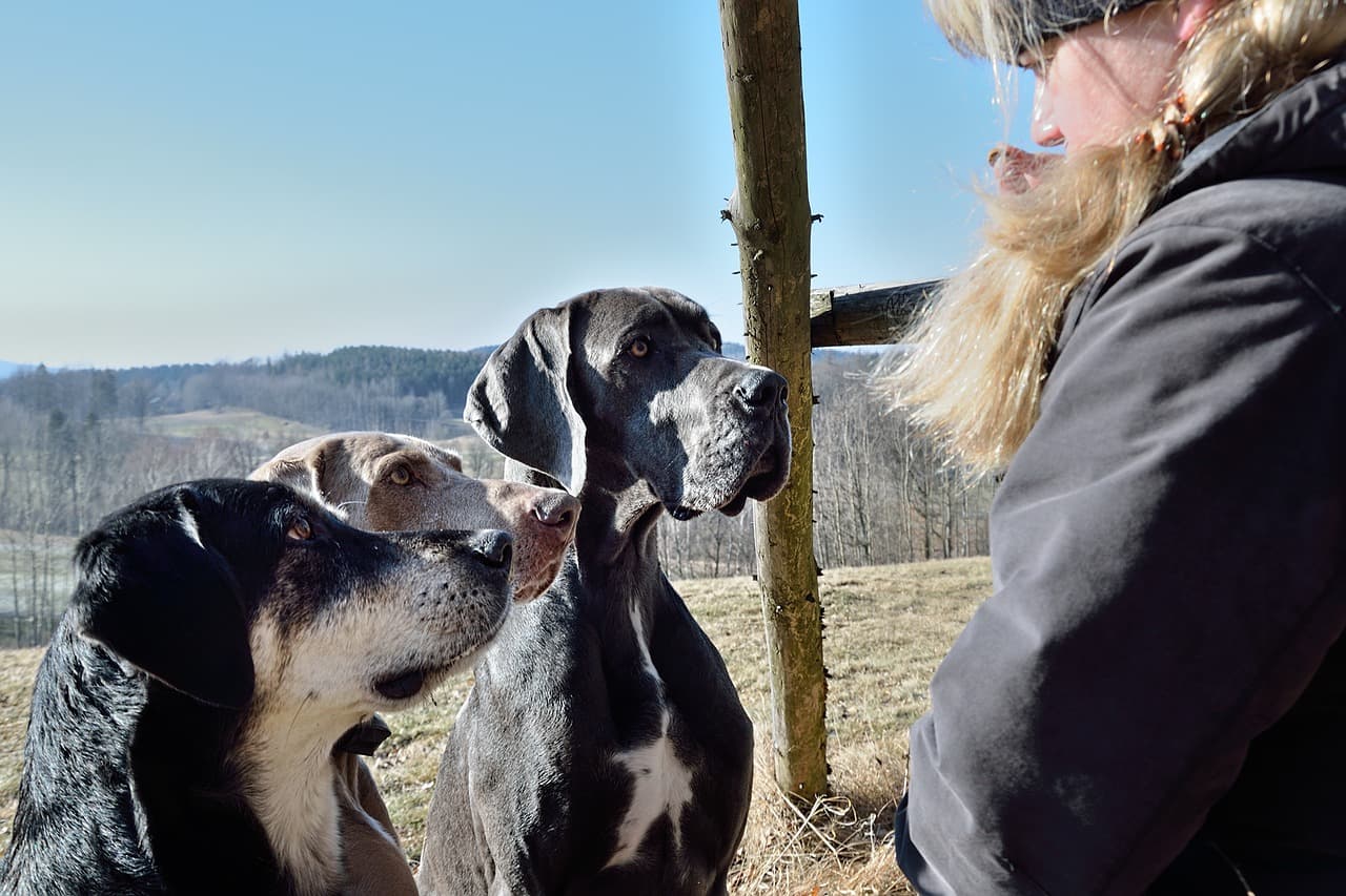 A kutyatartás negyedével csökkenti a bármely okból bekövetkező elhalálozás kockázatát