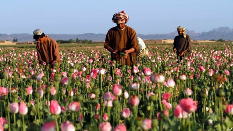 ENSZ: Rekordmagas az idei afganisztáni ópiumtermelés