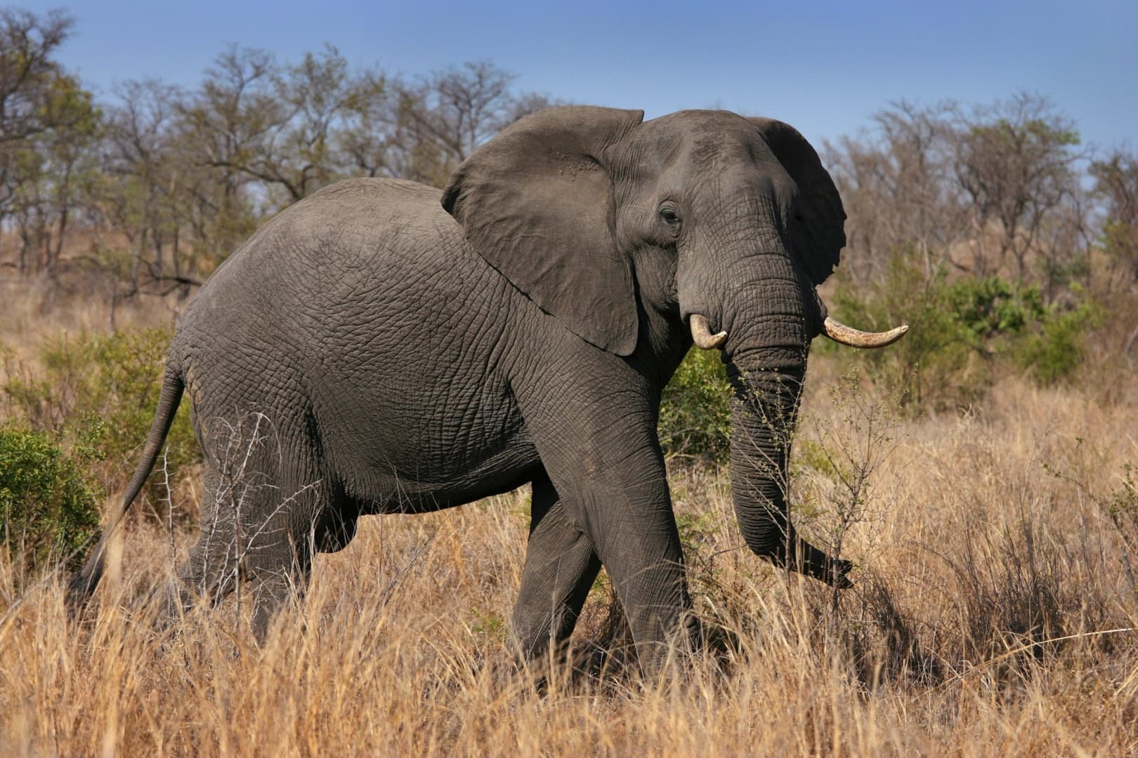 Megrázó videó: Halálra tiport egy embert a felbőszült elefánt 18+