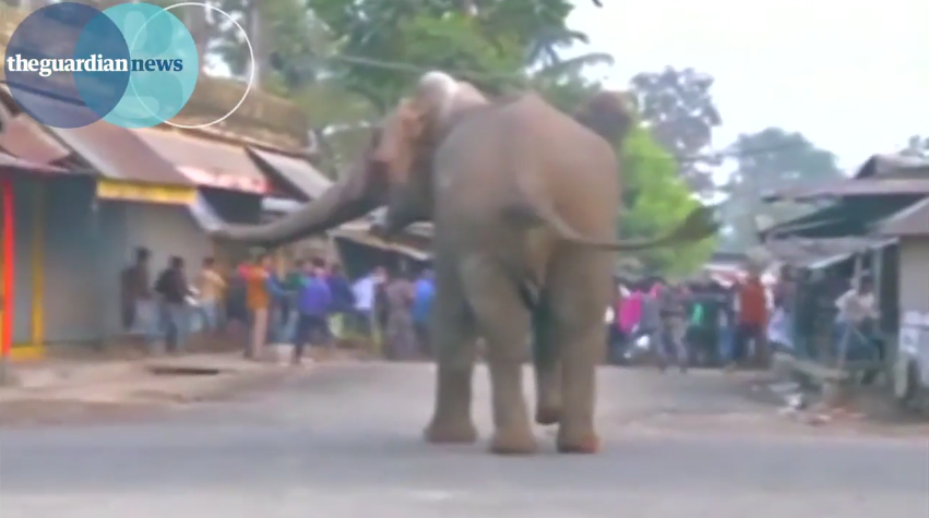 Elefánt randalírozott egy indiai városban