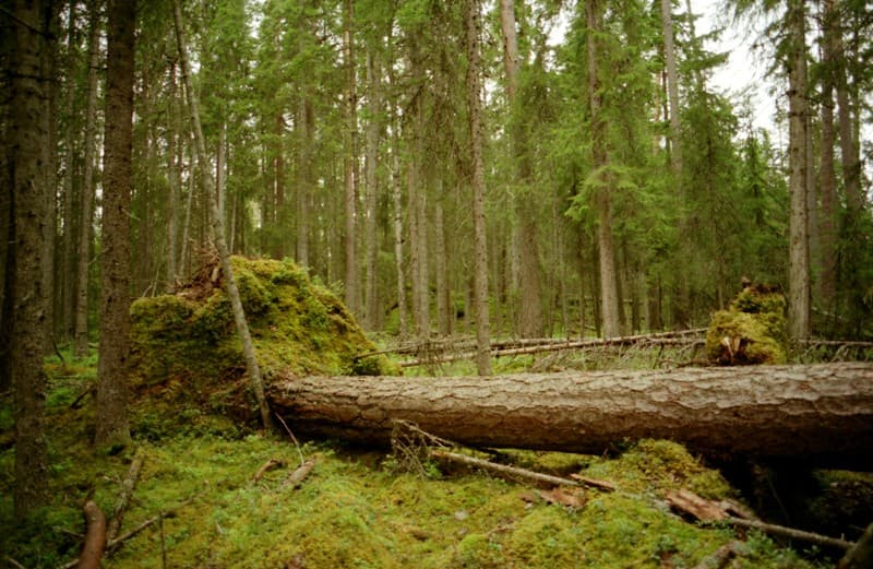 Hirtelen elhunyt az erdőben a 44 éves férfi