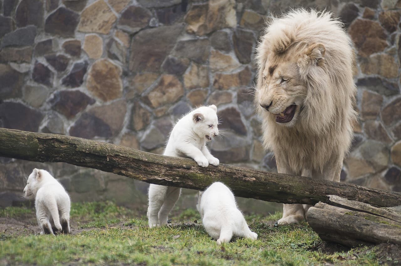 Gyönyörű fehér oroszlánok születtek az állatkertben!