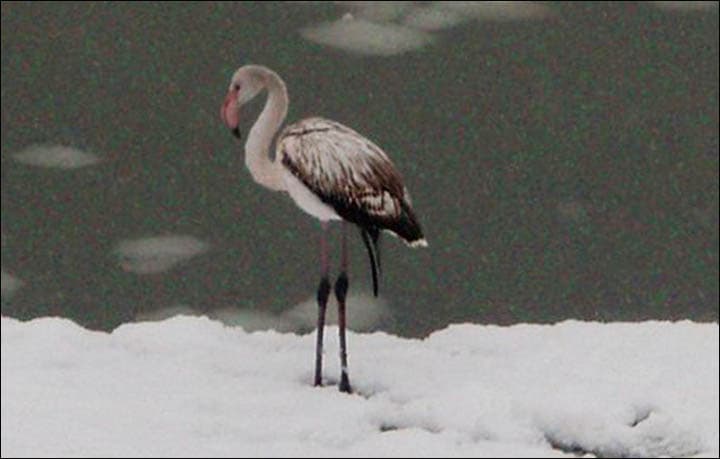 Szibériába tévedt hét flamingó