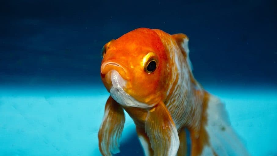 Fogadásból lenyelt egy aranyhalat, most állatkínzással vádolják
