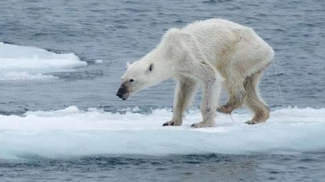 Éheznek a jegesmedvék a fő vadászszezonban a tengeri jég eltűnése miatt