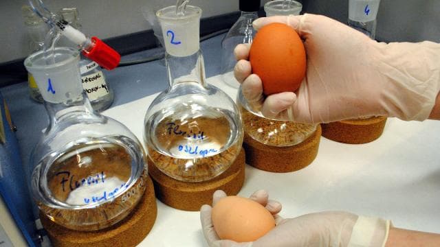 Eddig nagy volt a külföldre mutogatás, most rovarirtóval szennyezett magyar tojást találtak az ellenőrök