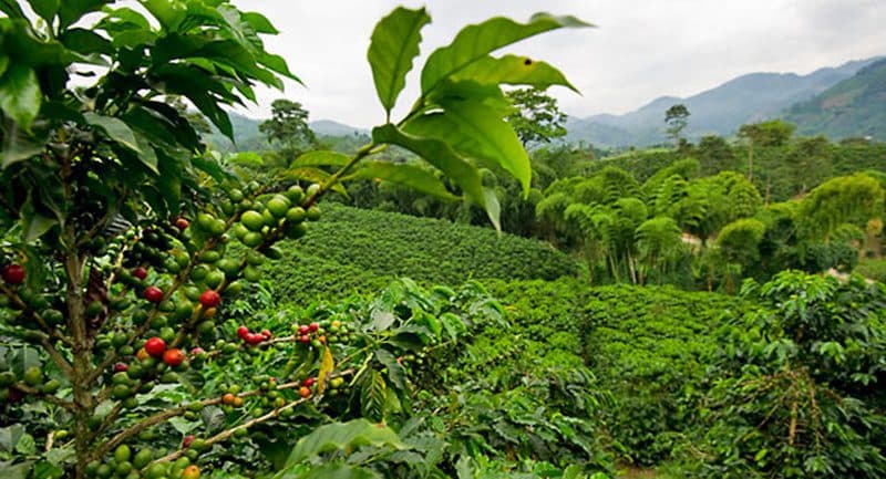 Veszélyezteti a világ kávétermesztését a klímaváltozás