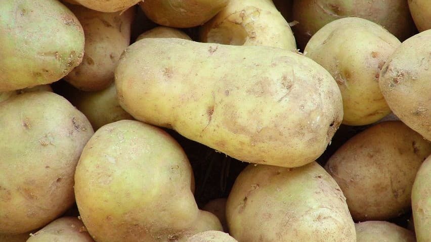 A NASA vizsgálja, lehet-e krumplit termeszteni marsi körülmények között