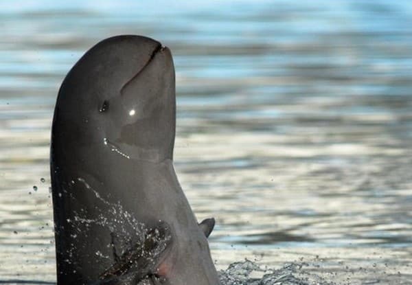 Mit szólsz? Az elmúlt 11 hónapban kilenc kúposfejű delfin született!