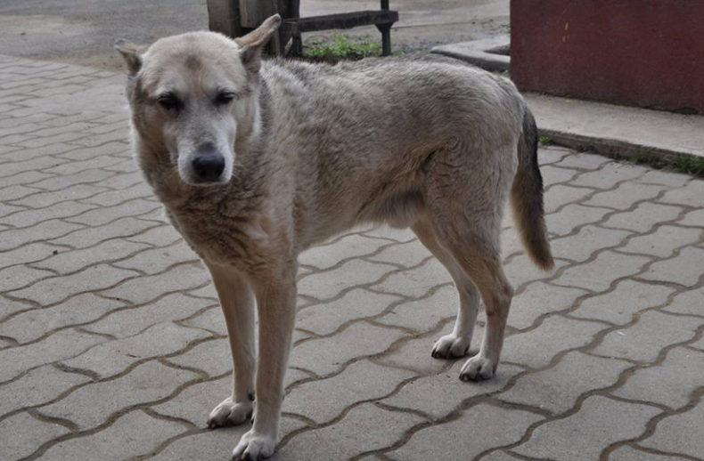 Elhunyt a világ talán legöregebb kutyája, Buksi
