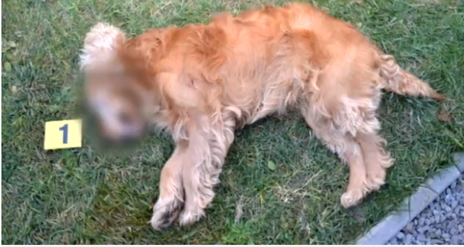 BRUTÁLIS: Élő céltáblának használták a kutyát, szélpuskával lőtték
