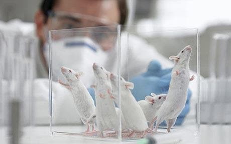 Egereknél sikerült megelőzni az Alzheimer-kór kialakulását