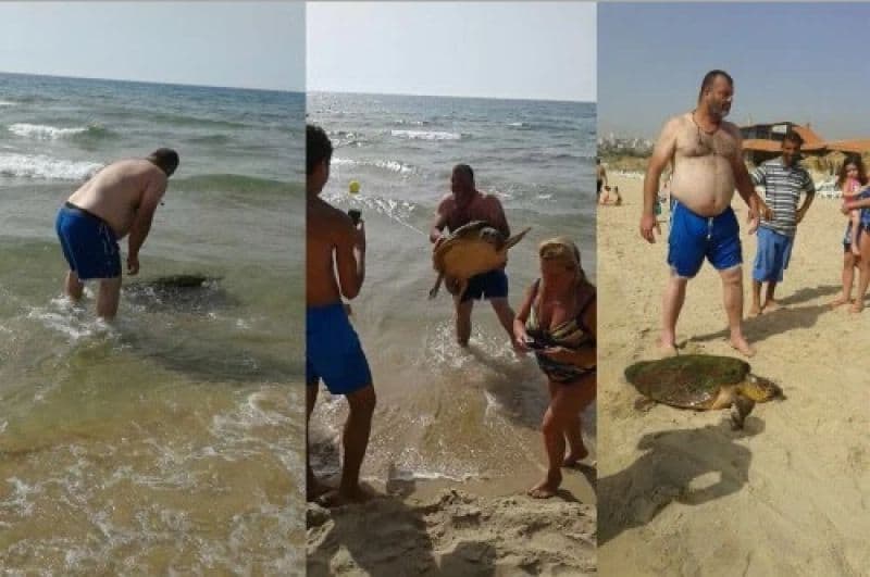EMBERTELEN: Kihúzták a partra a teknőst, majd kegyetlenül megkínozták