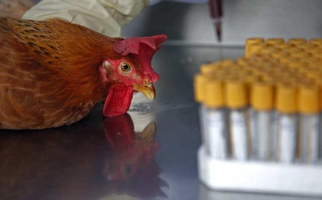 Ismét megjelent a madárinfluenza Dél-Koreában