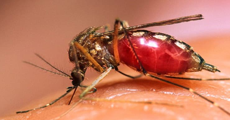 A maláriát gyógyító szer előállítását segítő módszert dolgoztak ki erdélyi magyar kutatók