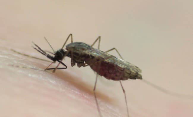 Maláriajárvány tombol az afrikai országban