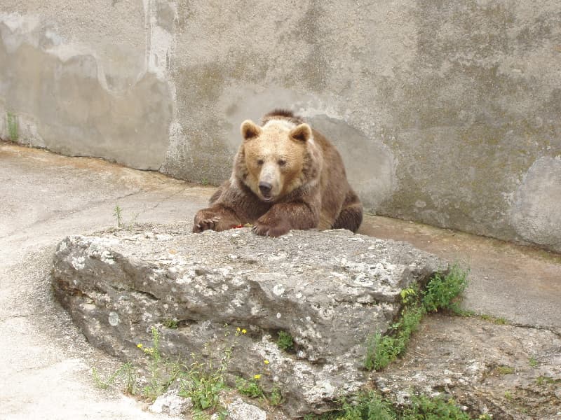 Kiszökött, de nem bántott senkit, mégis elaltatták a bajmóci állatkert barnamedvéjét