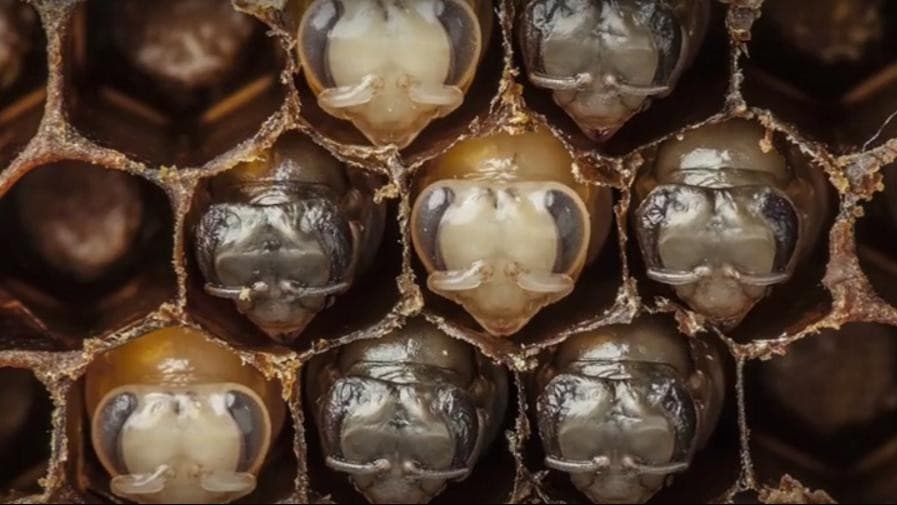 Így születnek a méhek: az első 21 nap 60 másodpercbe sűrítve