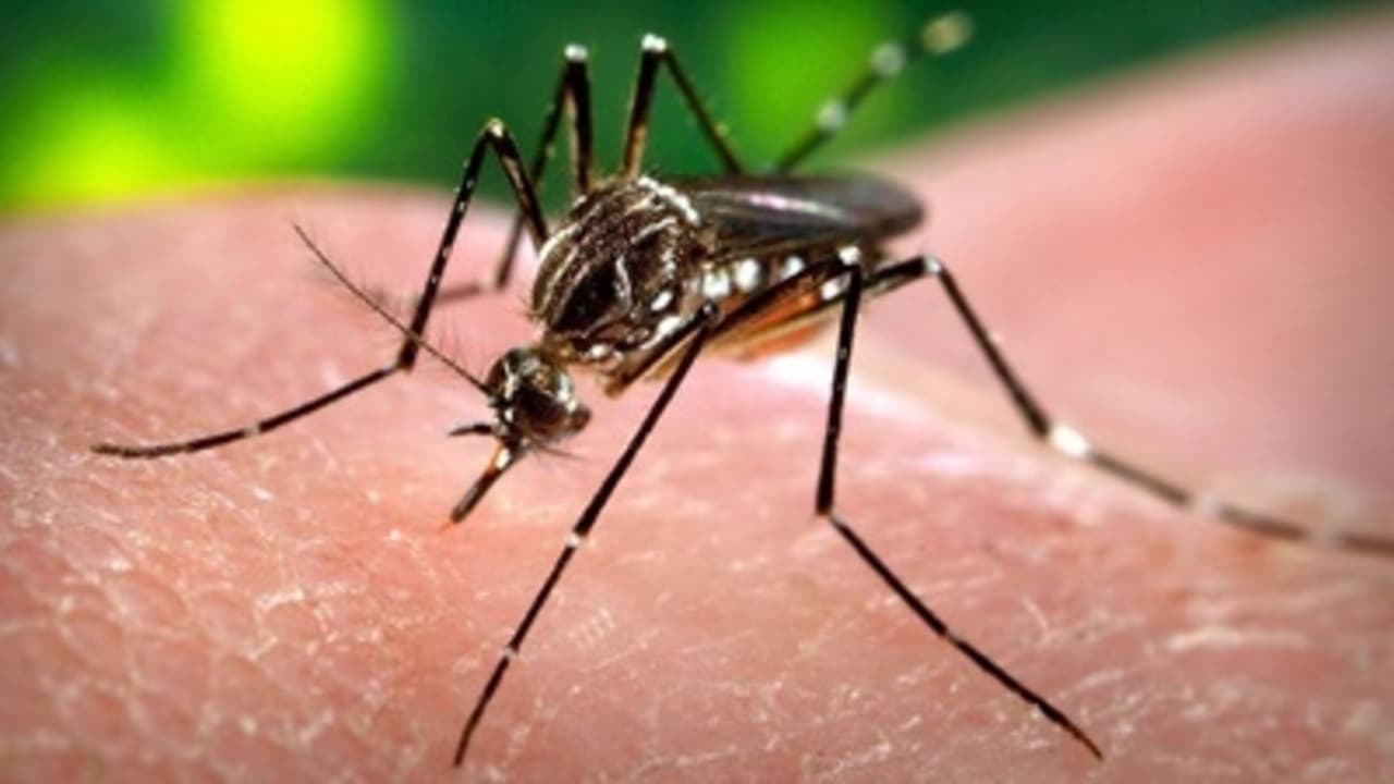 Akár 35 szúnyogfaj is terjesztheti a zikavírust