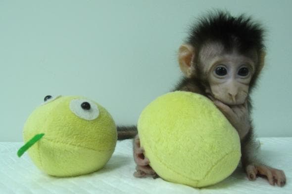Mérföldkő: Először klónoztak majmokat!