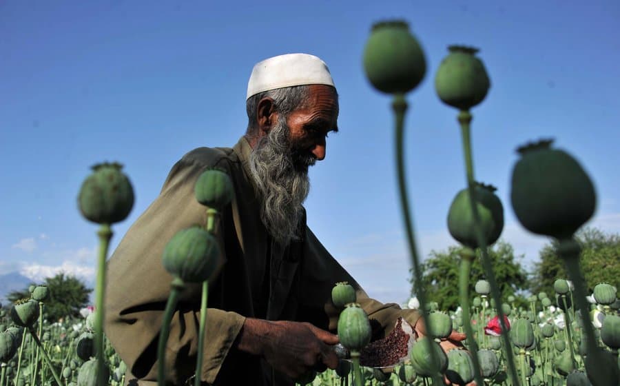 Jelentősen megnőtt a ópiummák termesztési területe Afganisztánban