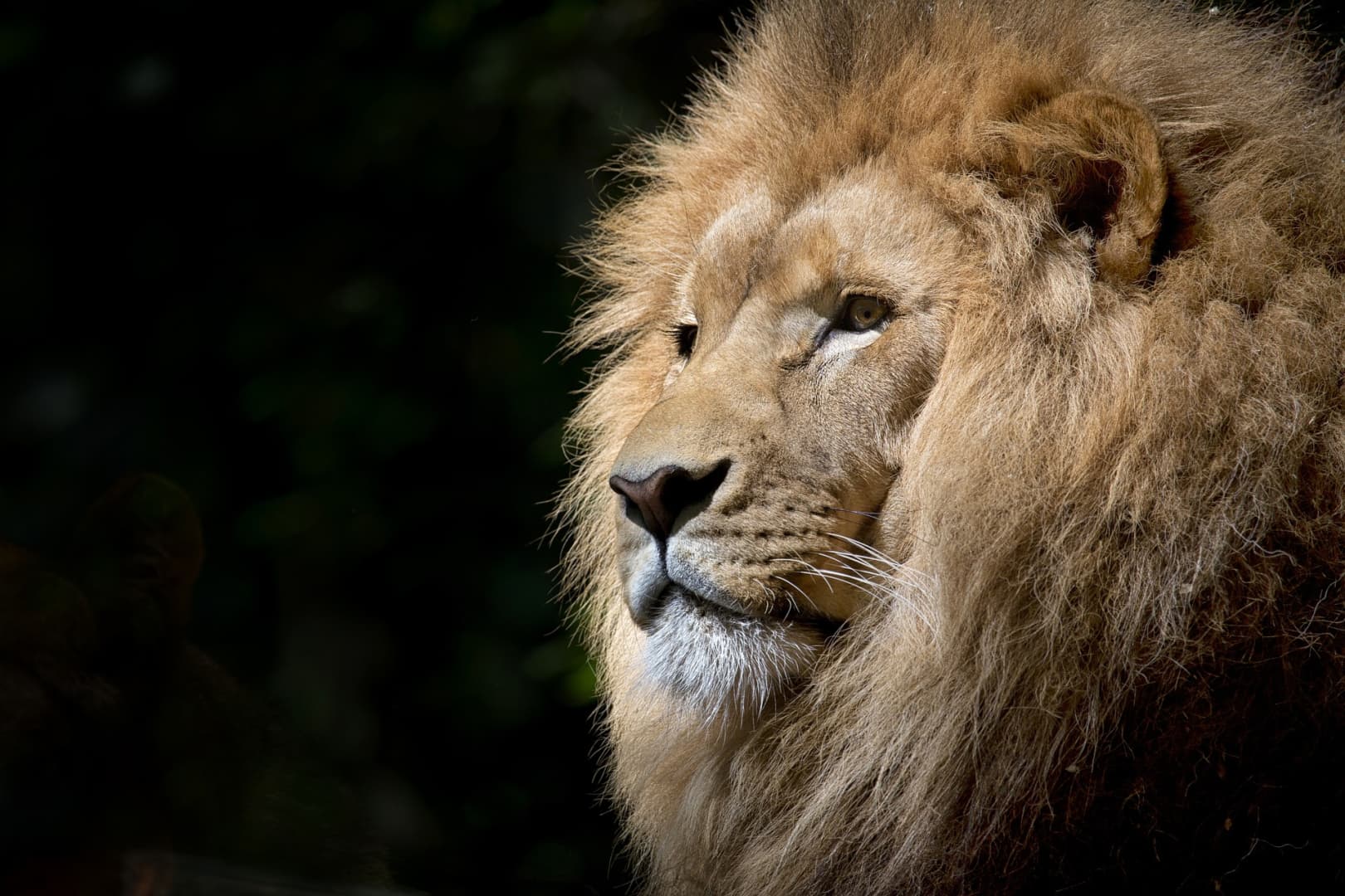 Megszökött egy oroszlán egy állatparkból, le kellett lőni
