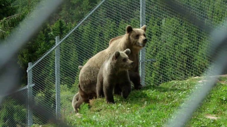 Két medve végezett az állatkerti gondozóval